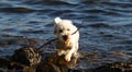 White Dog enjoying on a beach Retrieving a Stick..