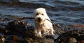 White Dog enjoying on a beach Retrieving a Stick..