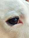 White dog eye in focus Royalty Free Stock Photo