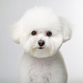 Adorable Bichon Frise Dog In Hasselblad H6d-400c Style