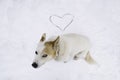 The white dog found love in the snow