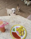 White dog and friends are looking food on table by the appetite,