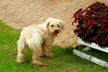 White dog in garden