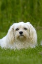 White dog on grass Royalty Free Stock Photo