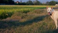 A white dog in paddy area. Royalty Free Stock Photo