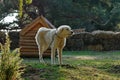 White dog. Guard dog Royalty Free Stock Photo