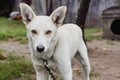 White dog guarding barn