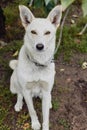 White dog guarding Royalty Free Stock Photo