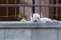 White dog is guarding house and looking at the passersby. Cute hound behind metal fence is standing at the garden gate and