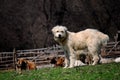 White dog guarding sheep