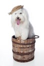 White Dog with Hat Posed in a Wooden Bucket Royalty Free Stock Photo