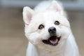 White dog head portrait, Little spitz