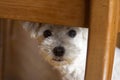 White dog hiding under chair