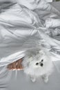 Dog and his sleeping owner in bed Royalty Free Stock Photo