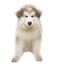 White Dog Husky Puppy, Whelp Isolated over White Background, Loo