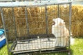 Black and white dog looking to the side while being behind the fence . The white dog is in an iron cage outside Royalty Free Stock Photo