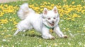 White dog joyfully running, dandelion field, spring Royalty Free Stock Photo