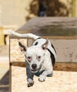White dog after jumping off the dock into the pool Royalty Free Stock Photo