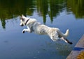 White dog jumping in water Royalty Free Stock Photo