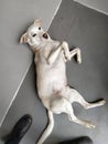White dog labrador old lying on back looking up on indoor wooden floor, shoes