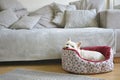 White dog lies in his dog bed Royalty Free Stock Photo