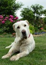 A white dog lies and looks at the camera with curiosity. Watchdog Central Asian Shepherd Royalty Free Stock Photo