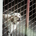 Dog locked in a cage Royalty Free Stock Photo