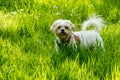 White dog in long green grass
