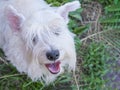 A white dog looks up at its owner. White Schnauzer looks up at the camera and smiles Royalty Free Stock Photo