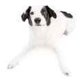 White dog lying down on white background looking at camera. Royalty Free Stock Photo