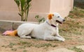 white dog lying on the ground and looking at the camera Royalty Free Stock Photo