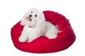 White Dog Lying on Red Bean Bag Royalty Free Stock Photo