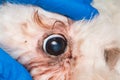 White dog with malassezia pachydermatis around the eyes Royalty Free Stock Photo