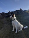 WHITE DOG IN MOUNTAIN