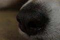 Dog nose closeup Royalty Free Stock Photo