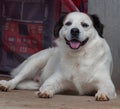 white dog with open muzzle while on the ground Royalty Free Stock Photo