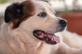 white dog with open muzzle while on the ground Royalty Free Stock Photo