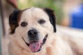 white dog with open muzzle while on the ground Royalty Free Stock Photo