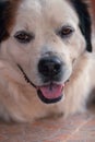white dog with open muzzle while on the ground Royalty Free Stock Photo