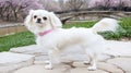 White dog park spring blossom bridge portrait Royalty Free Stock Photo