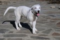 White dog on patio