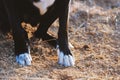 Dog paws on dirt