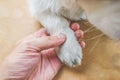 White dog paws and human hand close up, top view. Conceptual image of friendship, trust, love.