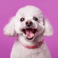 Cheerful Poodlepunk Dog Portrait On Vibrant Purple Background