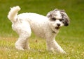 White Dog playing.