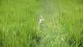 White dog playing hide and seek in the paddy field, hiding behind the long grass Royalty Free Stock Photo