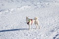 White dog playing tenis ball in snow