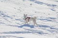 White dog playing tenis ball in snow