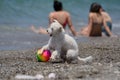 White dog plays with a ball on the beach Royalty Free Stock Photo