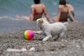 White dog plays with a ball on the beach Royalty Free Stock Photo